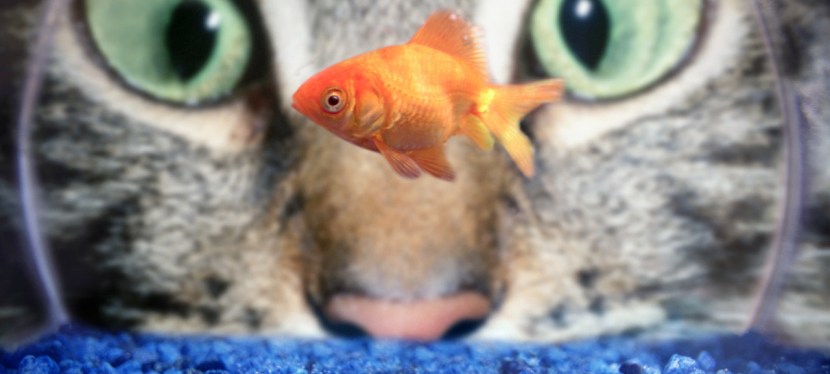 Wenn alles andere versagt: Humor &&nbsp;Fantasie