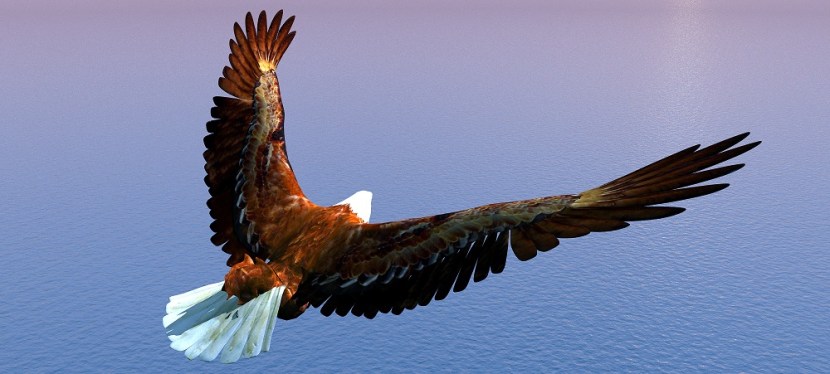 Auf den Schwingen des&nbsp;Adlers