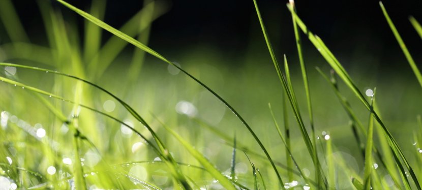 GRAS WÄCHST AUCH NICHT SCHNELLER&nbsp;…