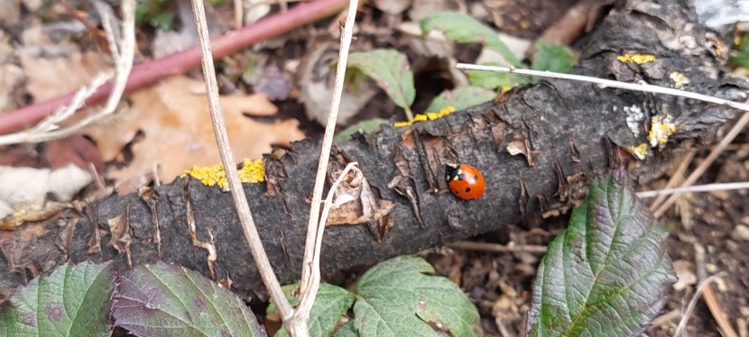 WAS KANN ICH TUN UM DICH GLÜCKLICH ZU MACHEN?