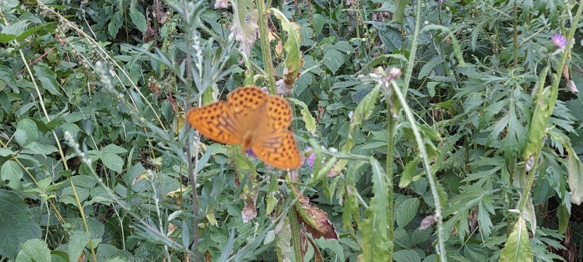 DER ATEM DES LEBENS – POST&nbsp;COVID