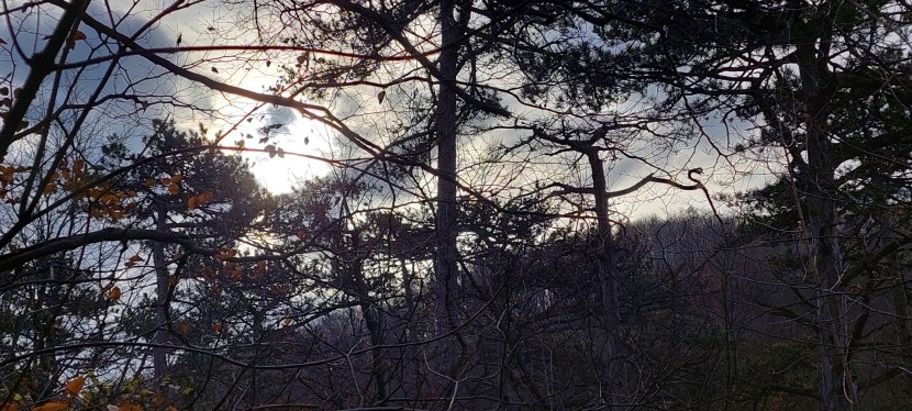 DIE ZUFÄLLIGE TRANSZENDENZ EINES NOVEMBERSPAZIERGANGS